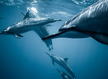 乐鱼体育官网-驻米兰总领馆提醒中国公民冬奥会期间注意出行安全